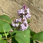 Syringa vulgarisFlower