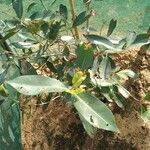 Syzygium guineense Folha