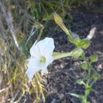 Nicotiana quadrivalvis Hàbitat