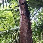 Bursera simaruba 树皮