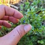 Veronica arvensis Flor