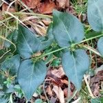 Vinca major Leaf