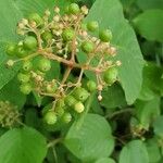 Cornus rugosa Плод