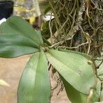 Aerangis biloba Leaf