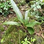 Anthurium schlechtendalii Yaprak