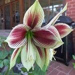 Hippeastrum papilioᱵᱟᱦᱟ