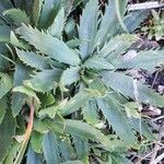 Plantago serraria Hoja