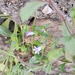 Campanula erinus Flower