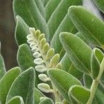 Sophora tomentosa 葉