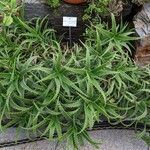 Aloe cremnophila Blad