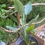 Strelitzia nicolai Φύλλο
