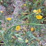 Glaucium flavum Fruit