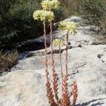 Petrosedum sediforme Pokrój