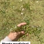 Polygala paniculata Flor