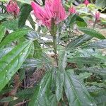 Pavonia multiflora Квітка