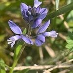 Polygala calcarea Flower