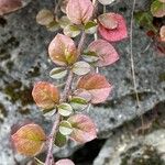 Cotoneaster horizontalis Levél