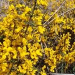 Genista scorpius Flower