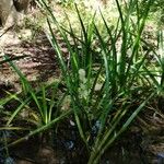 Sparganium emersum Habitat