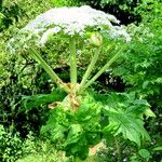 Heracleum mantegazzianum Virág