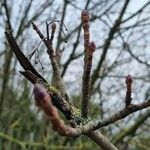 Populus × canescens Corteccia