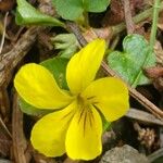 Viola sempervirens Λουλούδι