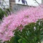 Sedum moranense Flower
