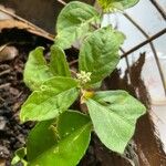 Cyathula prostrata Blatt