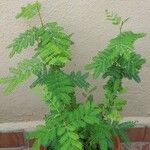 Vachellia xanthophloea Folha