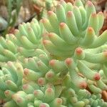 Sedum pachyphyllum Blad