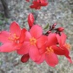 Jatropha integerrimaFlower