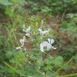 Cleome gynandraFlower