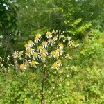 Doellingeria umbellata Fiore