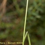 Poa flaccidula Alkat (teljes növény)