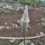 Celosia argenteaFlor