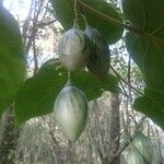 Solanum betaceum Fruit