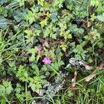 Geranium purpureumFlor