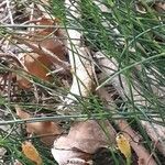 Equisetum ramosissimum Leaf