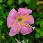 Zephyranthes carinata Blüte