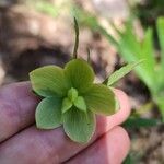 Helleborus viridisÕis