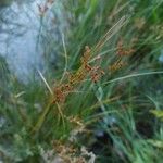 Juncus compressus Froito