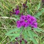 Vernonia noveboracensis Flower