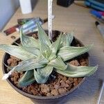 Haworthia cymbiformisHábito