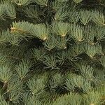 Abies concolor Fuelha