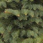 Abies concolor পাতা