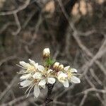 Prunus americana Blüte