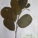 Litsea monopetala その他の提案