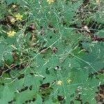 Lactuca muralis Habit