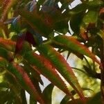 Sorbus americana Blatt