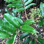 Brunellia costaricensis Frunză